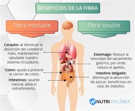 Descubre Los Beneficios De La Fibra Alimentaria En Nutri En Linea Fibra Nutricion Y Salud