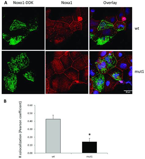 Effect Of Mut1 D Box Mutation On The Noxa1 Noxo1 Interaction In CaCo 2