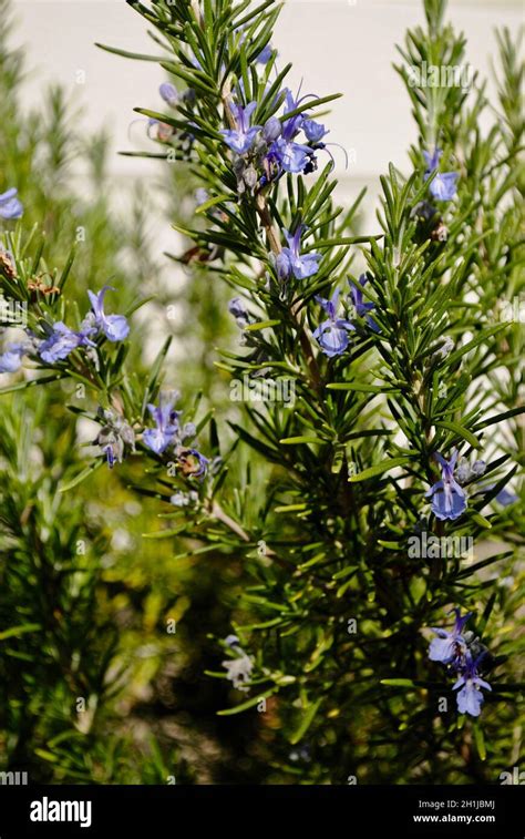 Rosemary bush in bloom Stock Photo - Alamy