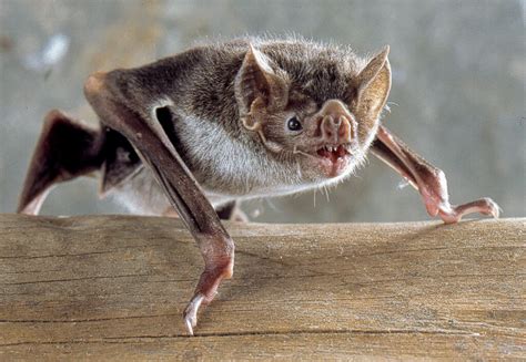 How the vampire bat came to feed on blood, and what we can learn from its droppings - Genetic ...