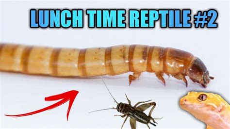 КОРМИМ ВСЕХ ЭУБЛЕФАРОВ / АППЕТИТНЫЕ СВЕРЧКИ И ЗОФОБАС ДЛЯ НАШИХ ...