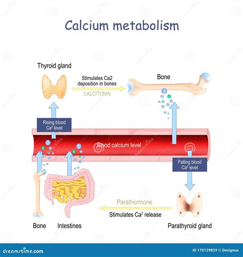 Metabolism Of Vitamin D Vector Illustration | CartoonDealer.com #61097620