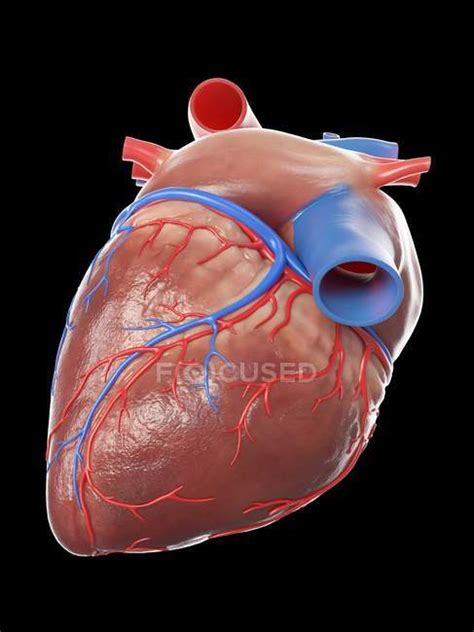 realistic human heart model  black background computer illustration