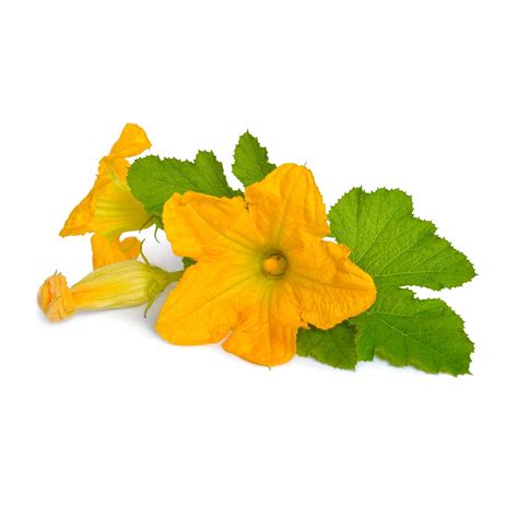 Courgette Flowers x 10 | First Choice Produce