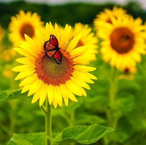 17 Best Plants for Hot Weather - Heat-Loving Plants