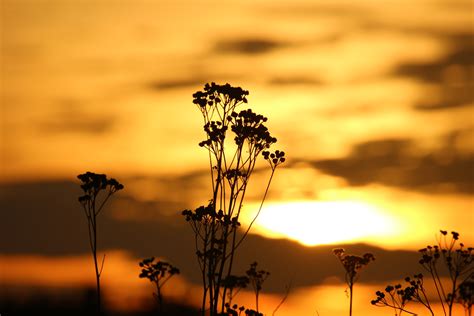 Free Images Tree Nature Horizon Branch Silhouette Cloud Sunrise