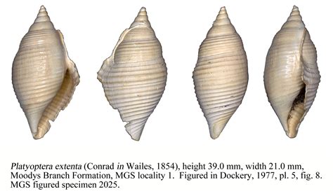 Gastropoda - Surface Geology - Environmental Geology - MS-DEQ Geology