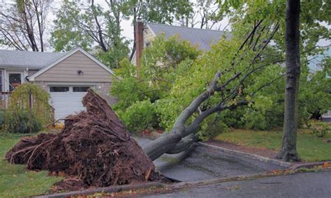 Dealing With Fallen Trees A Connecticut Residents Guide To Emergency