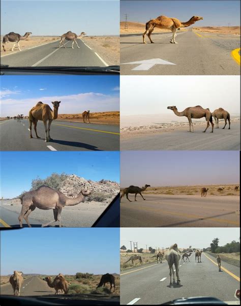 images   dataset  scientific diagram