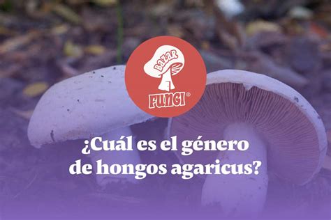 Hongo Agaricus Y Beneficios Que Ofrece Esta Especie Bazar Fungi