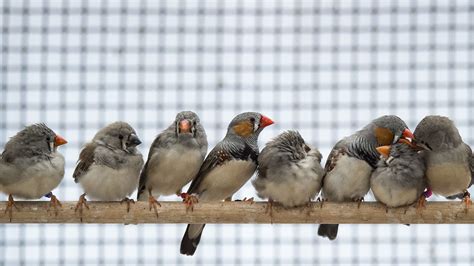 Baby Zebra Finches Development