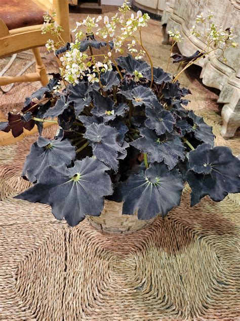 new goth plant! either a black mamba or midnight twist... : r/PlantGoths