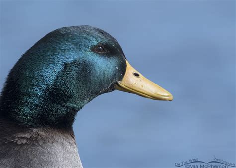 Male Mallard hybrid portrait – On The Wing Photography