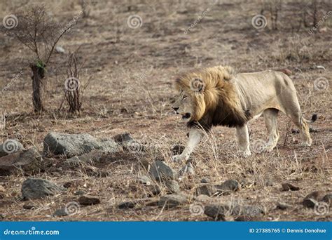 公狮子在kruger国家公园 库存图片 图片 包括有 敌意 国家 马塞语 闹事 克鲁格 通配 27385765