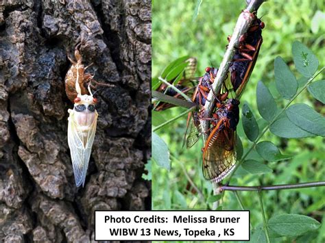 Periodical Cicadas Out in Full Force | Extension Entomology