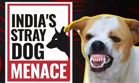 Govt Laxity Turns Stray Dog Menace Grave