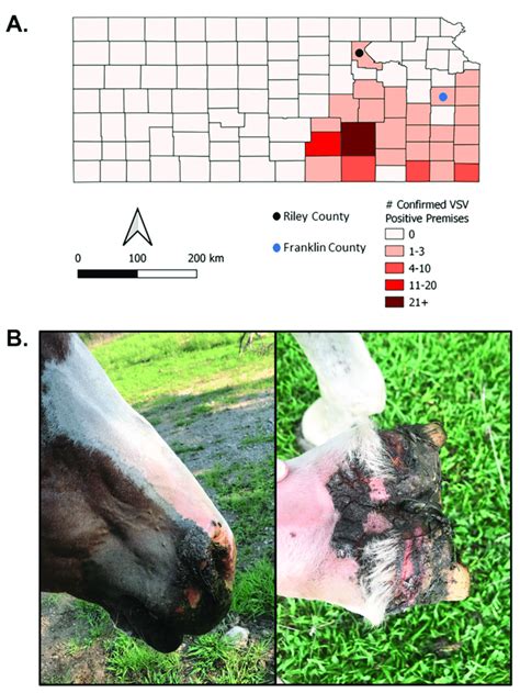 Insect collections on vesicular stomatitis virus-Indiana... | Download Scientific Diagram