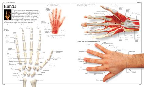 Hand And Wrist Anatomy Poster Hand Anatomy Wrist Anatomy Anatomy Images