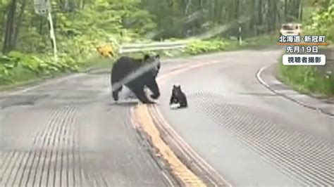 【注意】檻にかかった体長1 6mのヒグマが鋭い爪を向け威嚇する恐怖映像 北海道・岩見沢市【クマ目撃過去最多ペース】｜fnnプライムオンライン