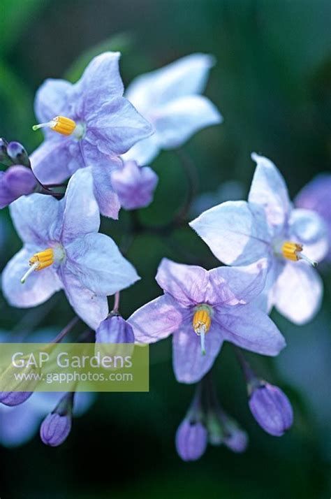 Solanum Laxum Syn Jasminoides Potato Vine Potato Vines Cool Plants