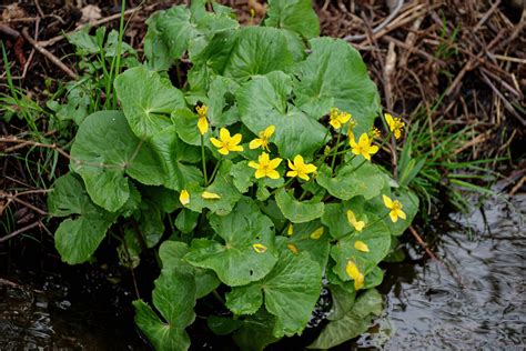 Caltha Palustris Sumpfdotterblume Peter Voigt Flickr