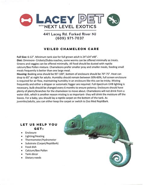 Veiled Chameleon Care Sheet Lacey Pet