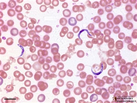 Trypanosoma Under Microscope