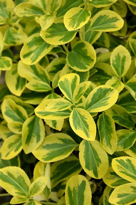 Gold Splash Wintercreeper Euonymus Fortunei Roemertwo In Idaho