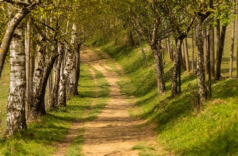 Nature Trees Away Free Photo On Pixabay Pixabay