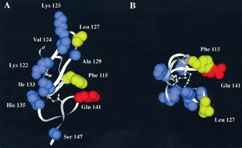 Structure Function Analysis Of The Diphtheria Toxin Receptor Toxin