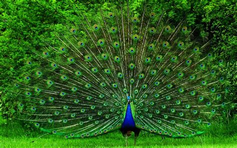 wallpaper: Peacock Wallpapers