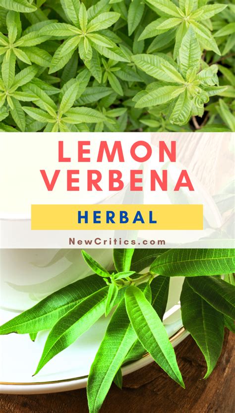 Lemon Verbena Tea Soothing Benefits For Mind And Body