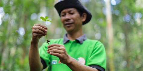 Forest Restoration - RESTORASI EKOSISTEM RIAU (RER) - Ecological ...