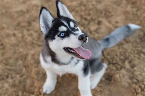 Perro Husky Características Comportamiento Y Todo Lo Que Debes Saber