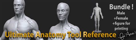 Ultimate Anatomy Reference Tool FlippedNormals