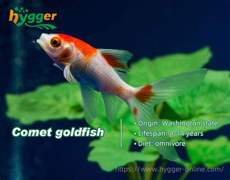 Do You Know How Long Do Goldfish Live Hygger