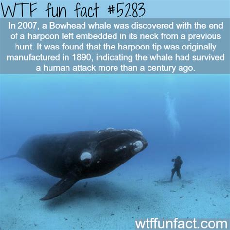 bowhead whale had a harpoon embedded on its neck | Wtf fun facts, Fun ...