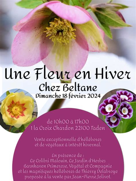 Une Fleur en Hiver à Taden 22 2024 Taden Côtes d Armor 22