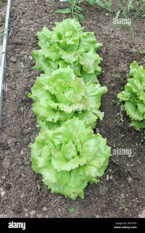 Batavia Lettuce Growing In A Polytunnel Stock Photo Alamy