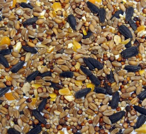 Superpet Limited Extra Black Wild Bird Seed Mix With Added Aniseed 20k