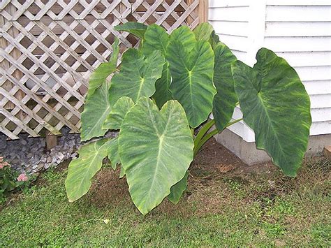 Elephant Ear Taro Glover Nursery