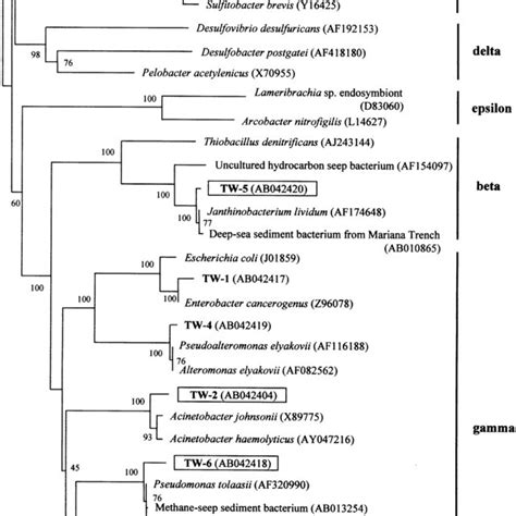 Phylogenetic Tree Showing The Relationship Of The Operational Taxonomic