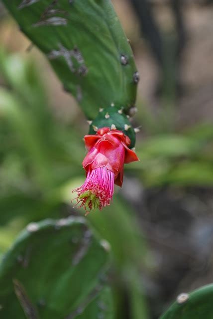 Cactus Flower Plant Free Photo On Pixabay Pixabay