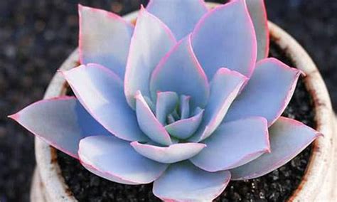 How To Grow Echeveria Cante RayaGarden