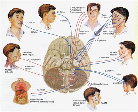 Lesame Dei Xii Nervi Cranici La Valutazione Neurologica Seguici Su