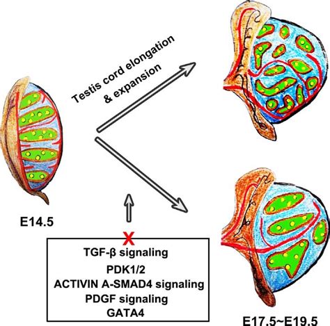 Genes And Signaling Required For Testis Cord Elongation And Expansion Download Scientific