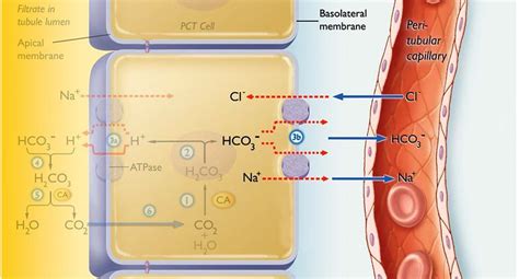 Figure Animation Renal Regulation Of Of Ph Balance Pearson Channels