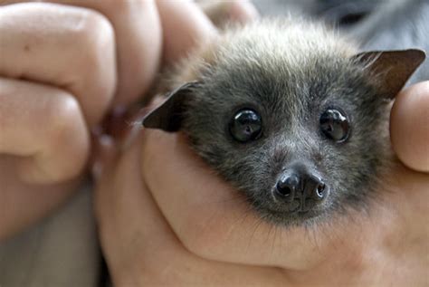 1000+ images about Baby Bats on Pinterest