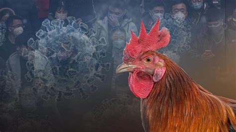 China Reports First Human Case Of H3n8 Bird Flu