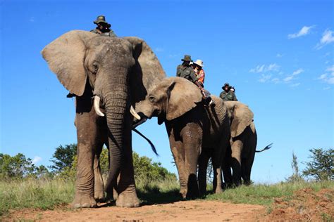 Do’s and don’t of ethical animal tourism in South Africa | Journal of African Elephants